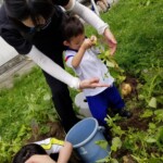 じゃがいも収穫②