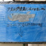 寄宿舎メダカ (1)