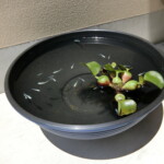 寄宿舎メダカ (４)