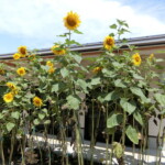 花壇の満開の花たち (2)