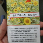 花壇の満開の花たち (3)
