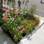 花壇の満開の花たち ④