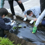 苗植え①