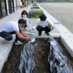 苗植え②